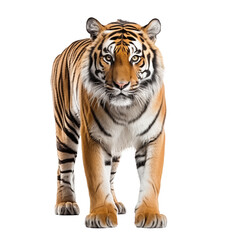 Fototapeta premium Tiger prowling, approaching and looking at the camera, isolated