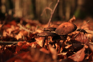 Dunkler Herbstlicher Pilz