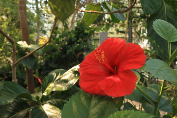 Roter Hibiskus