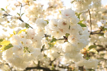 Weiße Aprilblüte