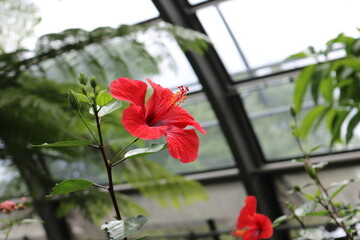 Rote Hibiskus © Corinna