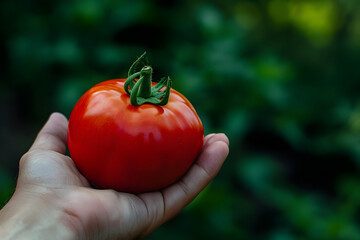 tomato in hand