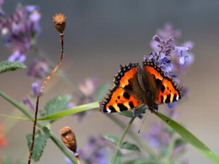 Orange butterfly sitting on a flower in the garden. Orange wings with black and yellow markings on the forewing and  white spot on the wing tip, blue spots surrounding 