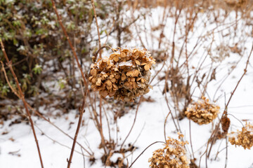 Hydrangeas dried up in the cold winter, lonely in the snow