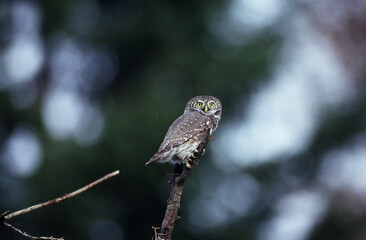 Civetta Nana: Glaucidium passerinum.carona bergamo