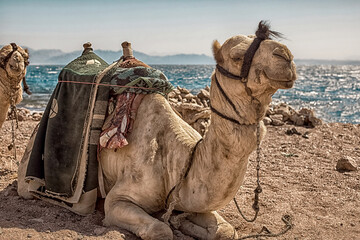 A caravan of camels rests in the desert against the backdrop of the red sea and high mountains.