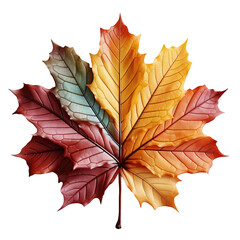 Autumn red maple leaf Isolated on transparent background