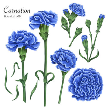 Set of botanical illustrations for january flowers blue carnation