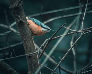robin in the tree