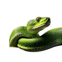 Obraz premium green snake on a tree branch. transparent background
