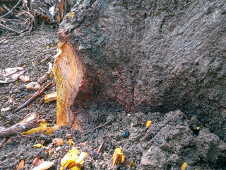 fire in the forest. jackfruit trees left over from logging. root of the tree. The texture of a jackfruit tree after being cut. cutting down tree trunks in the garden. Two shade of tree