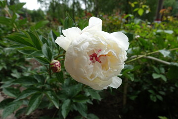 White flower and bud of common peony in mid May