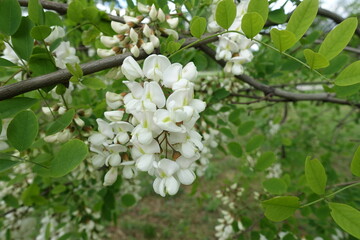 Old branches of Robinia pseudoacacia with racemes of white flowers in May