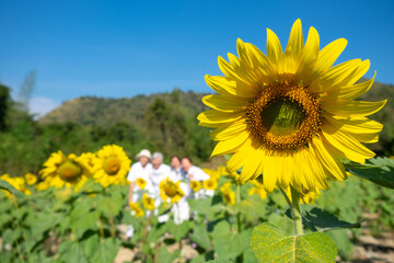 Sunflowers in the Field with People in the Background