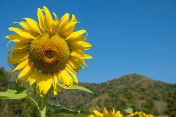An Isolated Sunflower with a Mountain in the Background