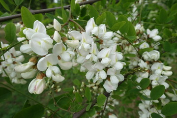 Plentiful white flowers of Robinia pseudoacacia in May