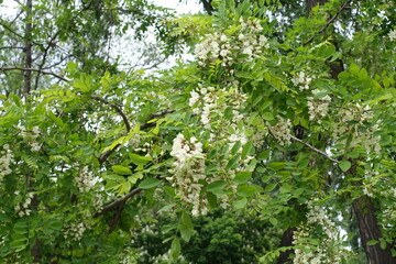 Plenty of white flowers in the leafage of Robinia pseudoacacia in May