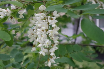 Raceme of white flowers of Robinia pseudoacacia in May