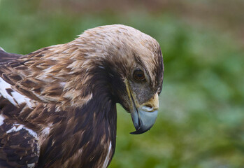 Águila Imperial pensativa.