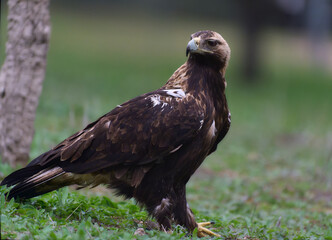 Águila Imperial en tierra.