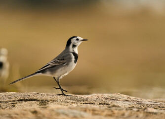 Lavandera blanca al sol.