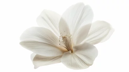 Fotobehang white magnolia flower © kitidach