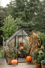 Beautiful vintage greenhouse decorated for an Autumn with pumpkins, corn tops and flowers in orange colors. Concept of decoration, Thanksgiving holiday and gardening