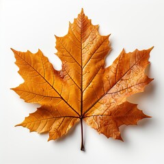 Maple leaf isolated on white Created with generative Ai	