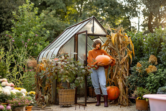 Woman carries pumpkin, decorating her garden for an Autumn holidays. Concept of decoration, Thanksgiving holiday and gardening
