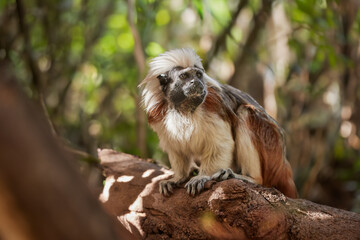 Cotton-top tamarin, Saguinus oedipus, Critically Endangered new world monkey with white hair on the back of the head in its natural humid tropical forest environment in northwest Colombia.