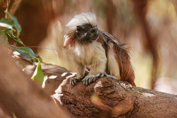 Cotton-top tamarin, Saguinus oedipus, Critically Endangered new world monkey with white hair on the back of the head in its natural dry tropical forest  in northwest Colombia.