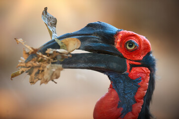 Very detailed Portrait of a Southern Ground Hornbill, Bucorvus leadbeateri, carrying a layer of leaves in its beak. Vivid red patches on the face and throat. Red and black. 