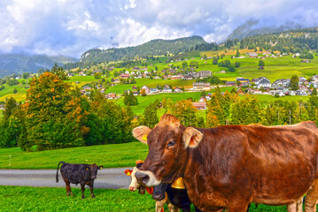 Braunvieh in Wildhaus-Alt St. Johann im Obertoggenburg, Kanton St. Gallen (Schweiz)