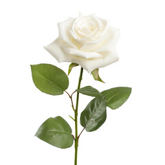 Naklejka premium white rose flower isolated on transparent background Remove png, Clipping Path, pen tool