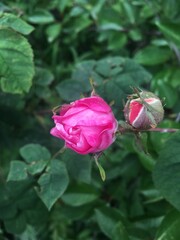 pink rose ready to bloom, rose bud
