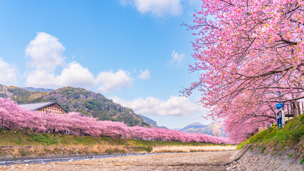 河津町の春景色　河津川沿いに咲く満開の河津桜並木【静岡県】　
Kawazu...
