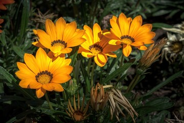 Yellow Gazania flowers in a sunny day