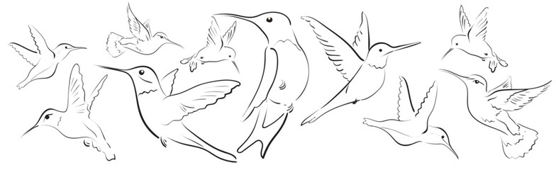 A set of black and white hummingbirds of different sizes and shapes drawn with lines. For design, decoration, wedding invitations, cards.

