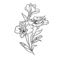 Line art Folwer Freehand 