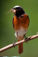 Redstart (Phoenicurus phoenicurus) Codirosso