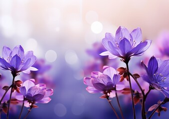 Fototapeta na wymiar Abstract spring background with purple flowers