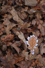 Frostiges Eichenblatt