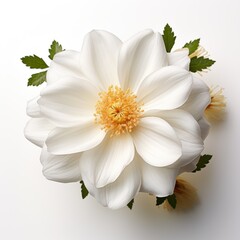 white flower isolated on transparent background cutout