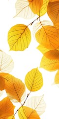 Fototapeta na wymiar Golden Autumn Leaves: Vibrant Foliage Decor on White Background