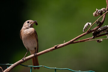 Redstart (Phoenicurus phoenicurus) Codirosso