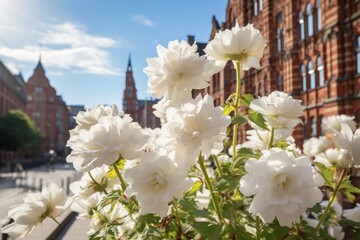 , Hamburg, White hollylocks blooming in Speicherstadt district