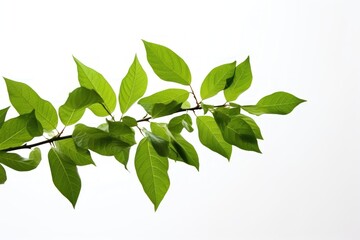 Fototapeta na wymiar branch leaves or green leaf isolated. Tree Leaf Frame
