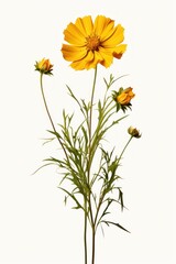 Botanical Collection. Yellow flower Lanceleaf Coreopsis isolated on white background. Element for creating design, postcard, pattern, floral arrangement, wedding cards and invitation.