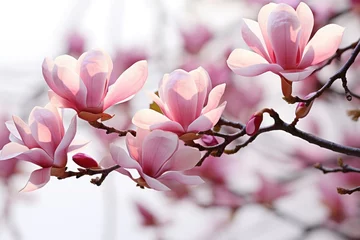 Fotobehang Pink spring magnolia flowers branch © Tisha