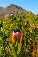 fynbos landscape, proteas, restios and ericas in the natural beauty of the western cape, south...